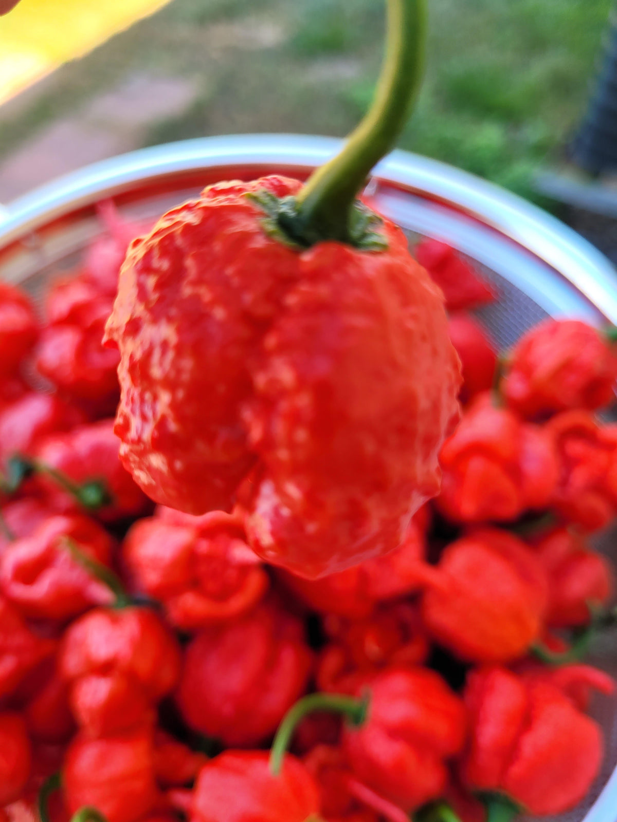 Sab's Dragon Eggs -  Dragon’s Breath pepper seeds x10